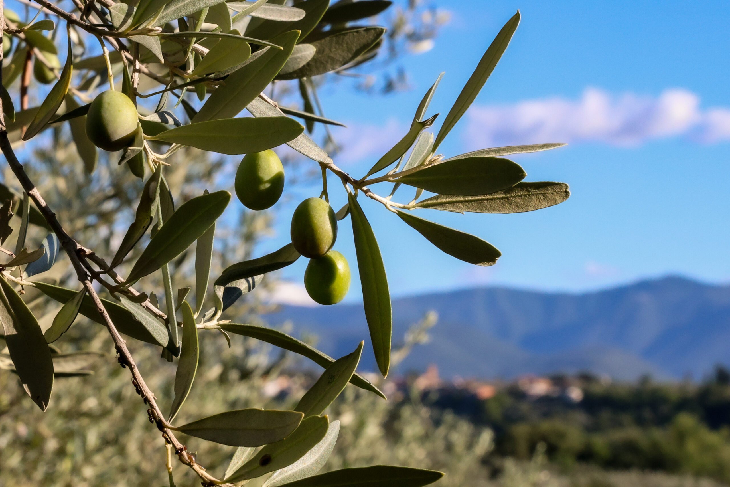 Oliven am Baum hängend, vor italienischem Panorama