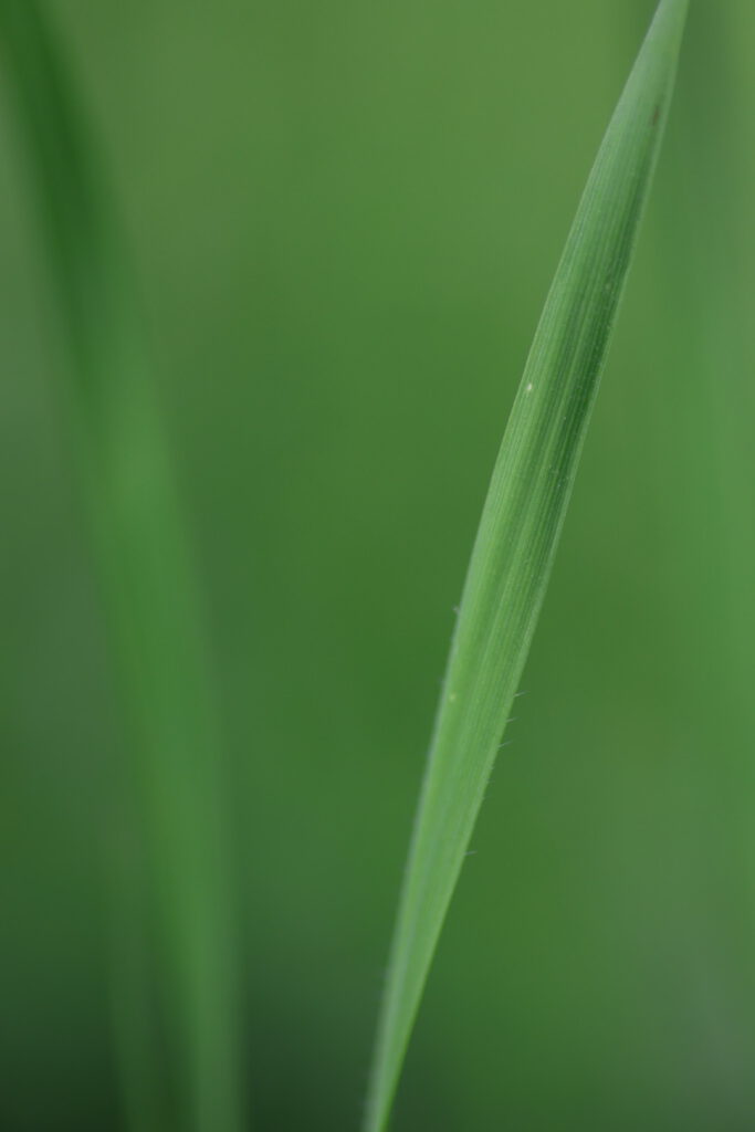 Was ist Mindful Photography / Achtsames Fotografieren?