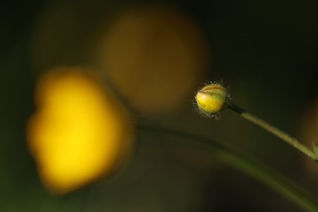 Achtsame Fotografie – im Hier und Jetzt sehen lernen beim THE QUIET EYE Retreat