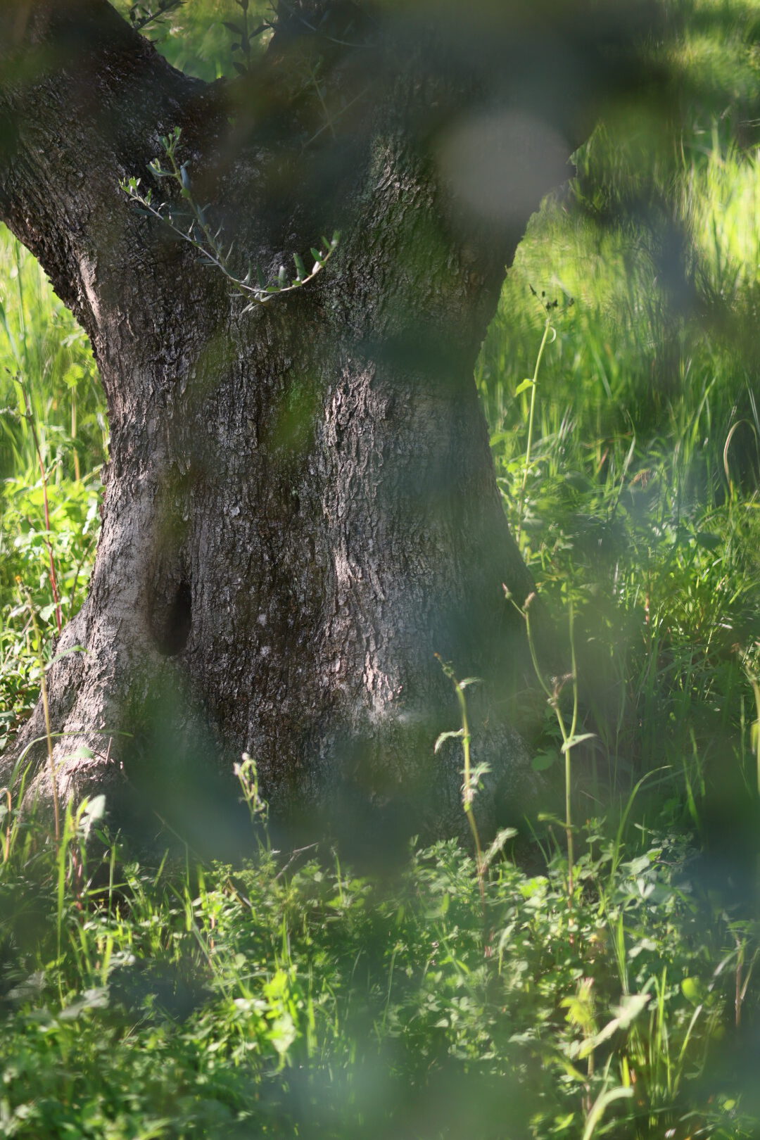 Italienische Landschaft als Raum für Achtsamkeit und fotografische Inspiration