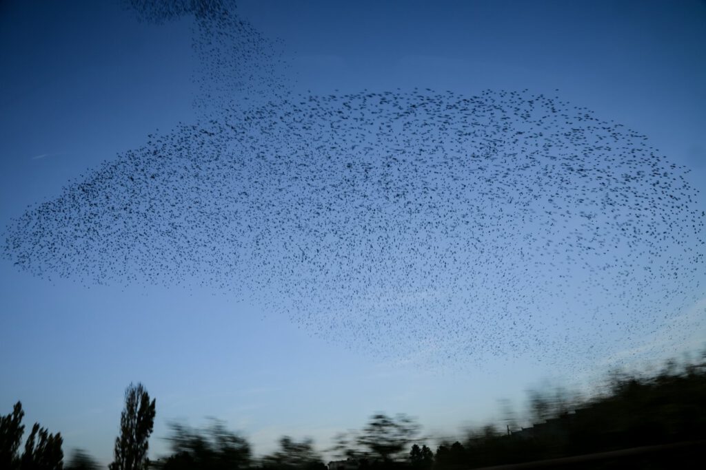 Starenschwarm Formationsflug am Himmel - copyright Mareen Malessa